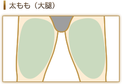 太もも（大腿）