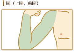 腕（上腕、前腕）