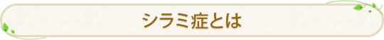 シラミ症とは